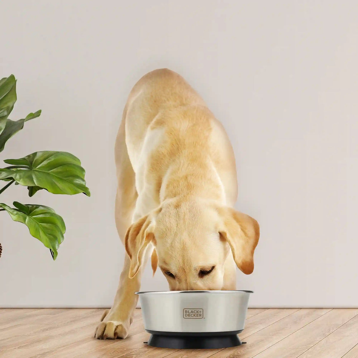 Suction Cup Pet Bowl 8.26 In